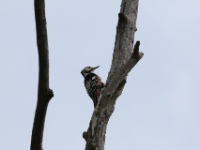 2016-05-14 10h16m01 - Witrugspecht - Jan van Kleef
